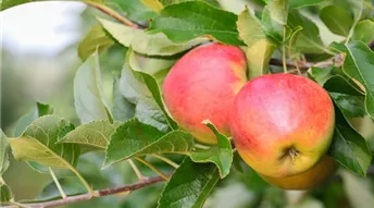 Obstbäume aus eigener Produktion wieder erhältlich!