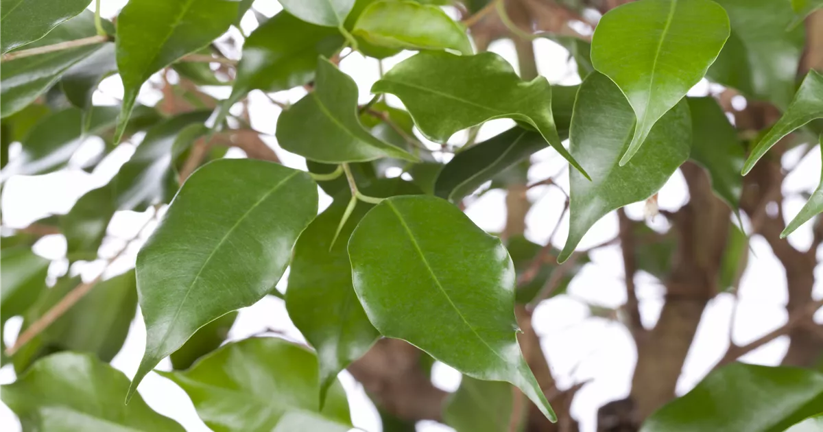 Ficus benjamina, BirkenFeige Baumschule Schumann