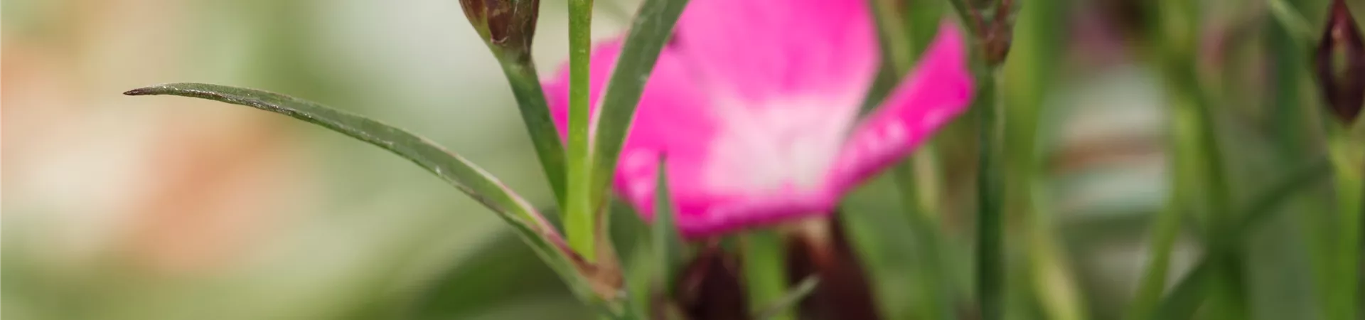 Dianthus 'Kahori'®, GartenNelke 'Kahori'® Baumschule Schumann