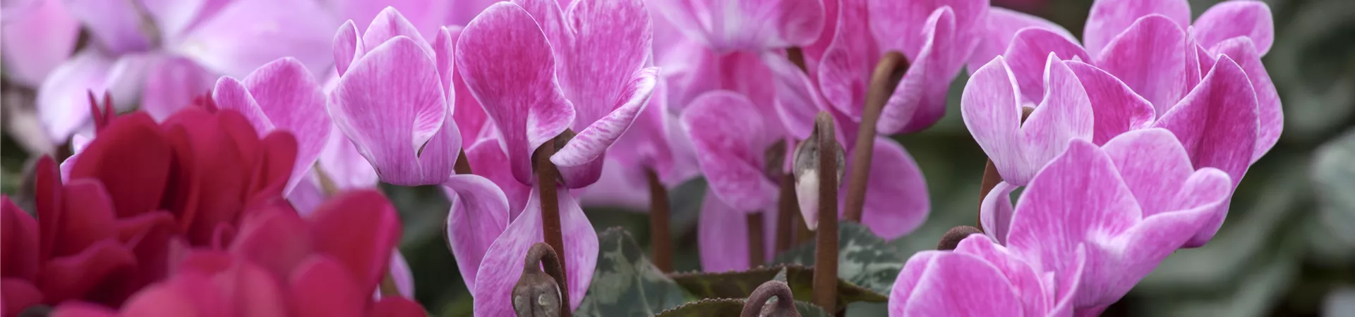 Cyclamen persicum, ZimmerAlpenveilchen Baumschule Schumann
