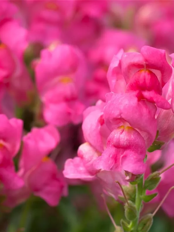 Antirrhinum majus, GartenLöwenmaul Baumschule Schumann