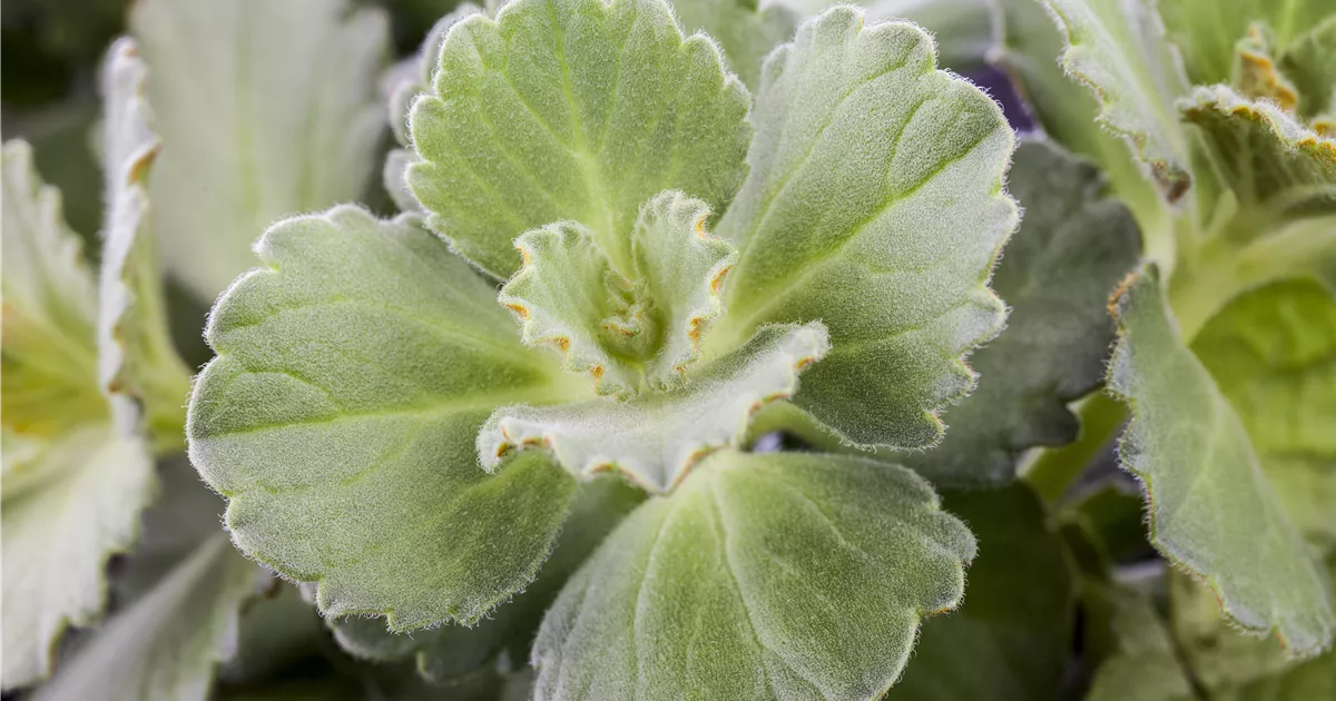 Plectranthus ornatus, Harfenstrauch Baumschule Schumann