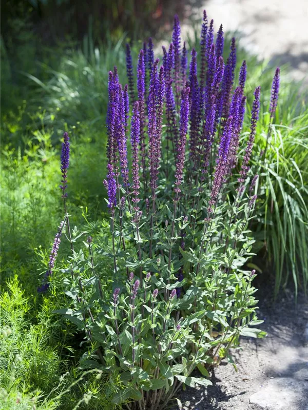 Salvia nemorosa, SteppenSalbei Baumschule Schumann