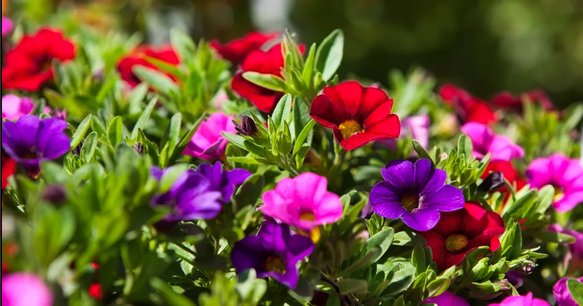 Calibrachoa 'Trixi'®, Zauberglöckchen - Baumschule Schumann