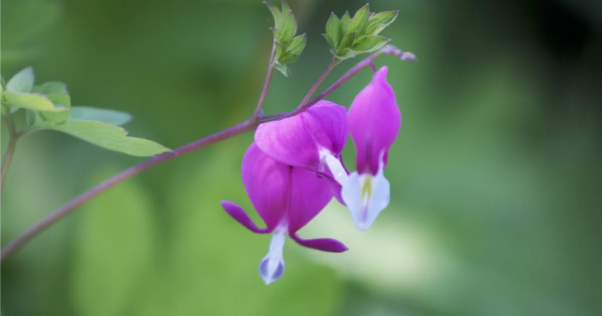 Dicentra spectabilis, Tränendes Herz Baumschule Schumann