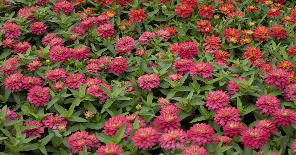 Zinnia elegans, Zinnie Baumschule Schumann
