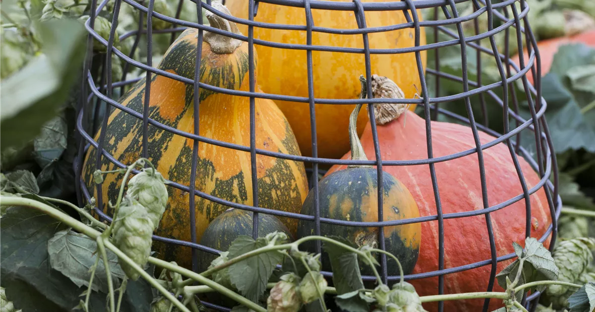 Humulus lupulus, Wilder Hopfen Baumschule Schumann