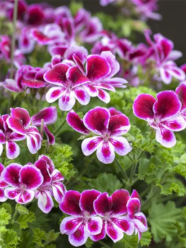Pelargonium grandiflorum, Englische Geranie Baumschule Schumann