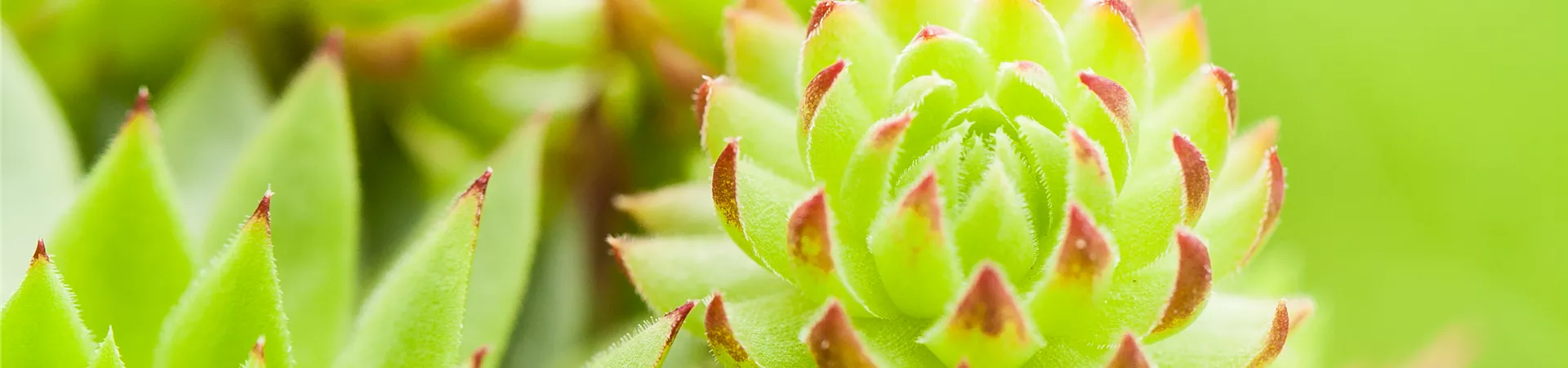 Sempervivum tectorum, DachHauswurz Baumschule Schumann