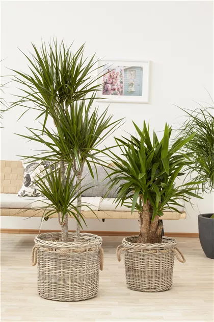 Yucca elephantipes, Riesen-Palmlilie - Baumschule Schumann