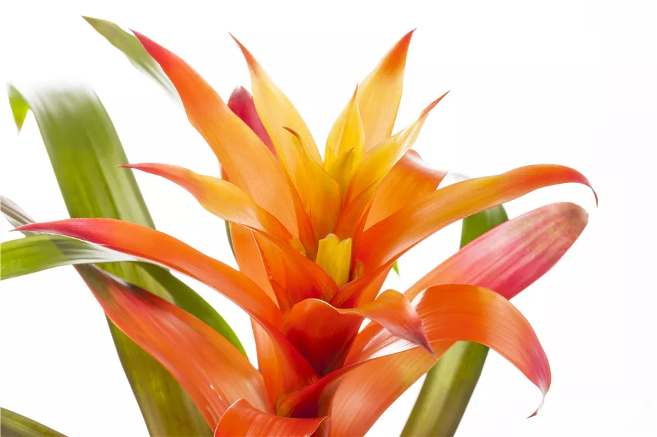 Guzmania, Guzmanie - Baumschule Schumann