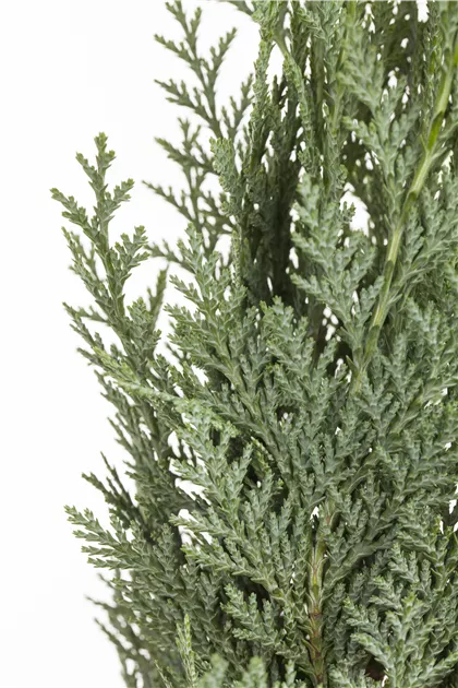 Chamaecyparis lawsoniana, Scheinzypresse - Baumschule Schumann