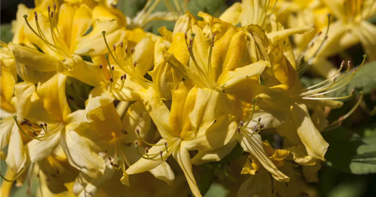 Rhododendron luteum, Laubabwerfende Azalee - Baumschule Schumann
