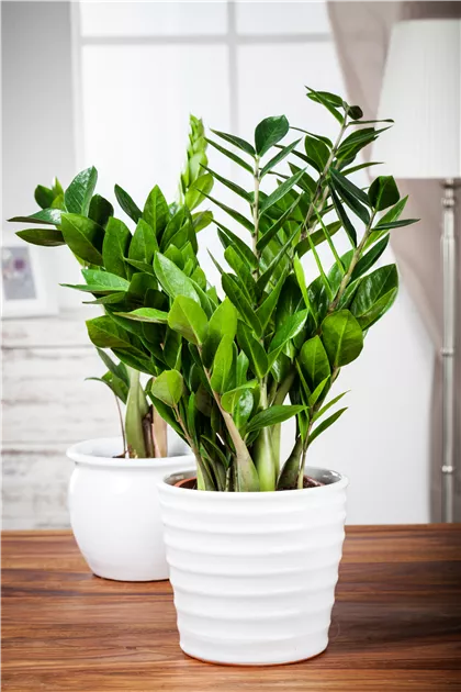 Zamioculcas zamiifolia, Glcksfeder - Baumschule Schumann