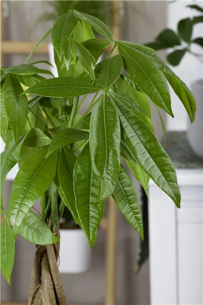 Pachira aquatica, Glckskastanie - Baumschule Schumann