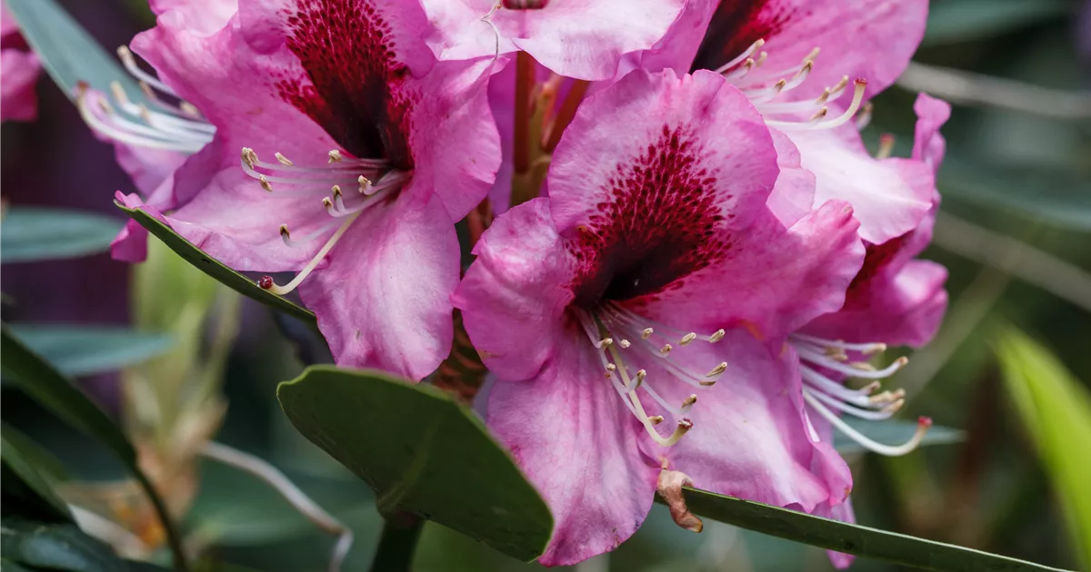 INKARHO Rhododendron, Kalktoleranter Rhododendron - Baumschule Schumann