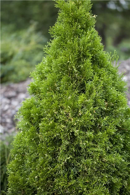 Thuja occidentalis, Abendlndischer Lebensbaum - Baumschule Schumann