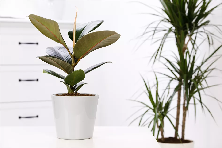 Ficus elastica, Gummibaum - Baumschule Schumann