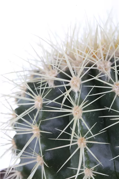 Cactus, Kakteen - Baumschule Schumann