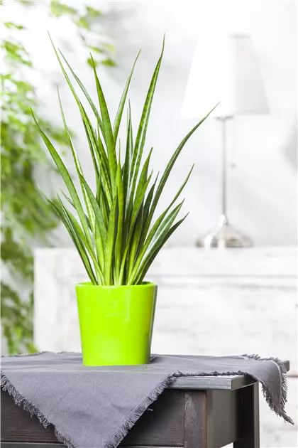 Sansevieria cylindrica, Bogenhanf - Baumschule Schumann