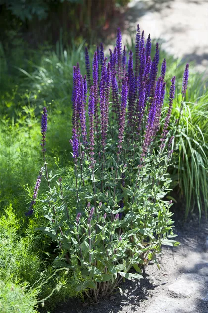 Salvia nemorosa, Steppen-Salbei - Baumschule Schumann