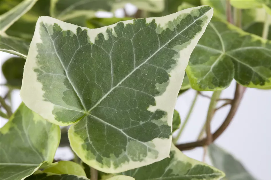 Hedera helix, grn-wei, Gemeiner Efeu - Baumschule Schumann