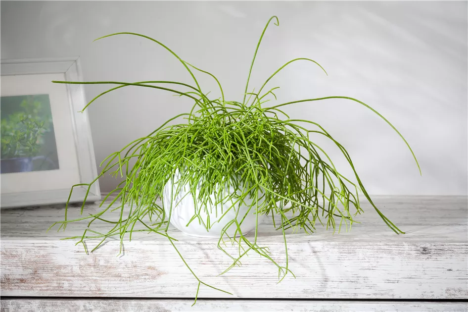 Rhipsalis baccifera, Binsenkaktus - Baumschule Schumann