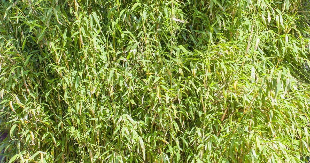 hedera pflanze zimmerpflanze Efeu | Hedera helix 'Green Ripple'