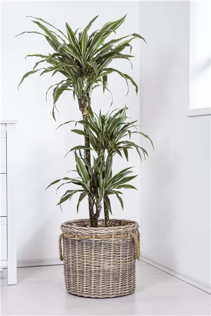Dracaena fragrans, Drachenbaum - Baumschule Schumann