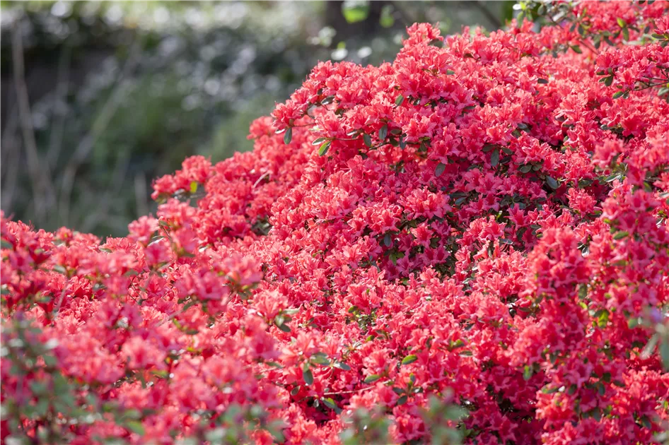 Rhododendron obtusum, Japanische Azalee - Baumschule Schumann