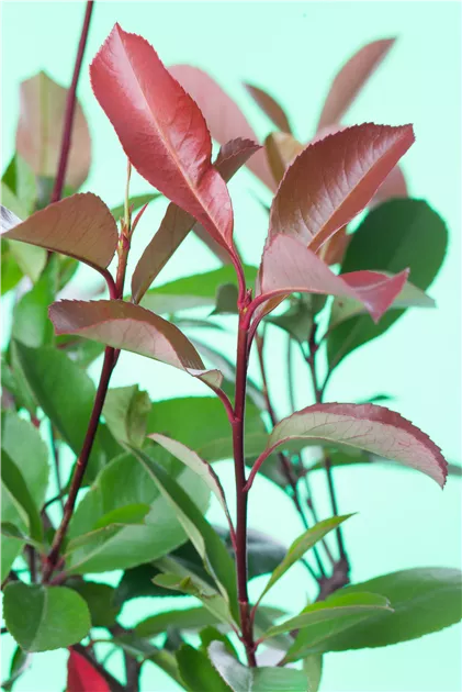 Photinia fraseri 'Little Red Robin', Glanzmispel 'Little Red Robin' -  Baumschule Schumann
