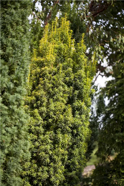 thuja golden tuffet Arborvitae