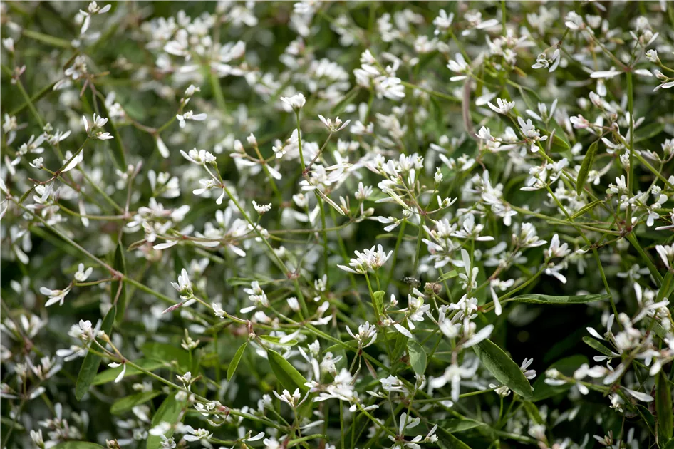 pinnatum marble variegata Epipremnum pinnatum marble – Carnivero main image 1