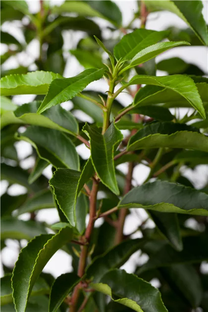 Prunus lusitanica, Portugiesische Lorbeerkirsche - Baumschule Schumann