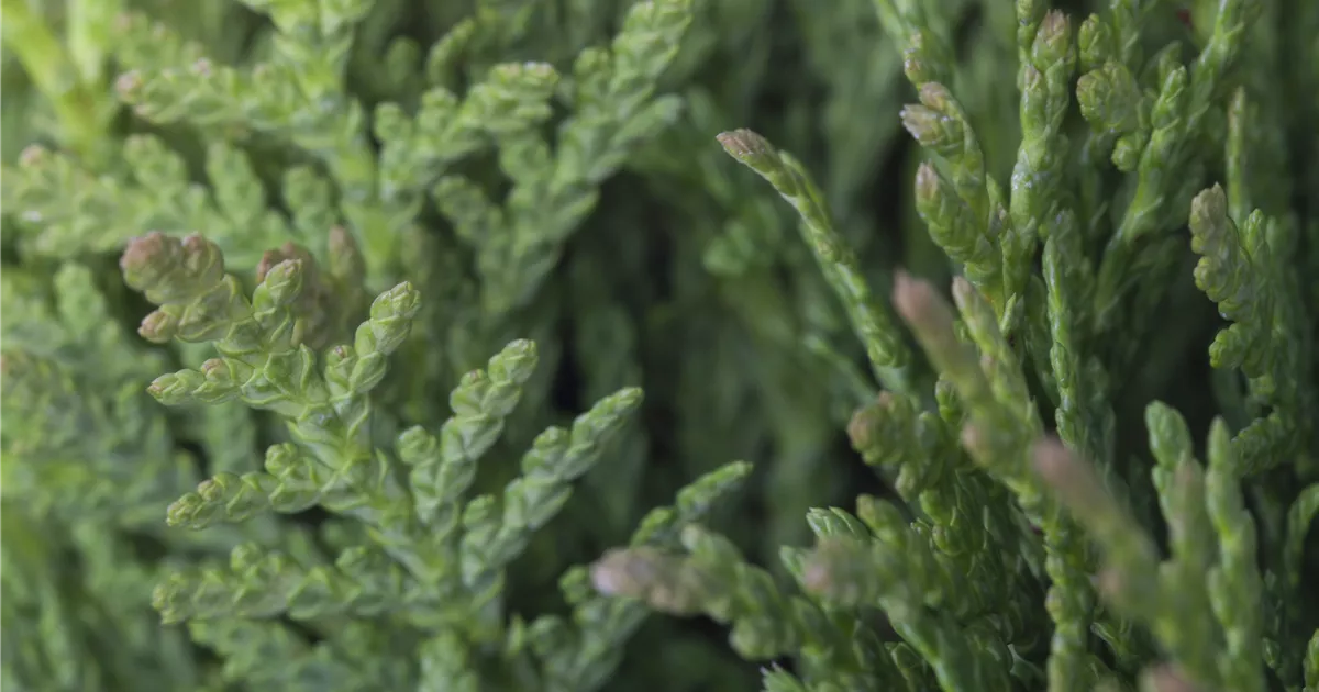 Thuja occidentalis 'Teddy', Kuschellebensbaum 'Teddy' - Baumschule Schumann