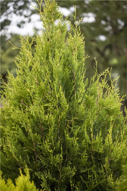 thuja drainage Junior Giant Thuja Tree
