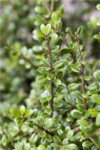 Ilex crenata, Japan-Stechpalme - Baumschule Schumann